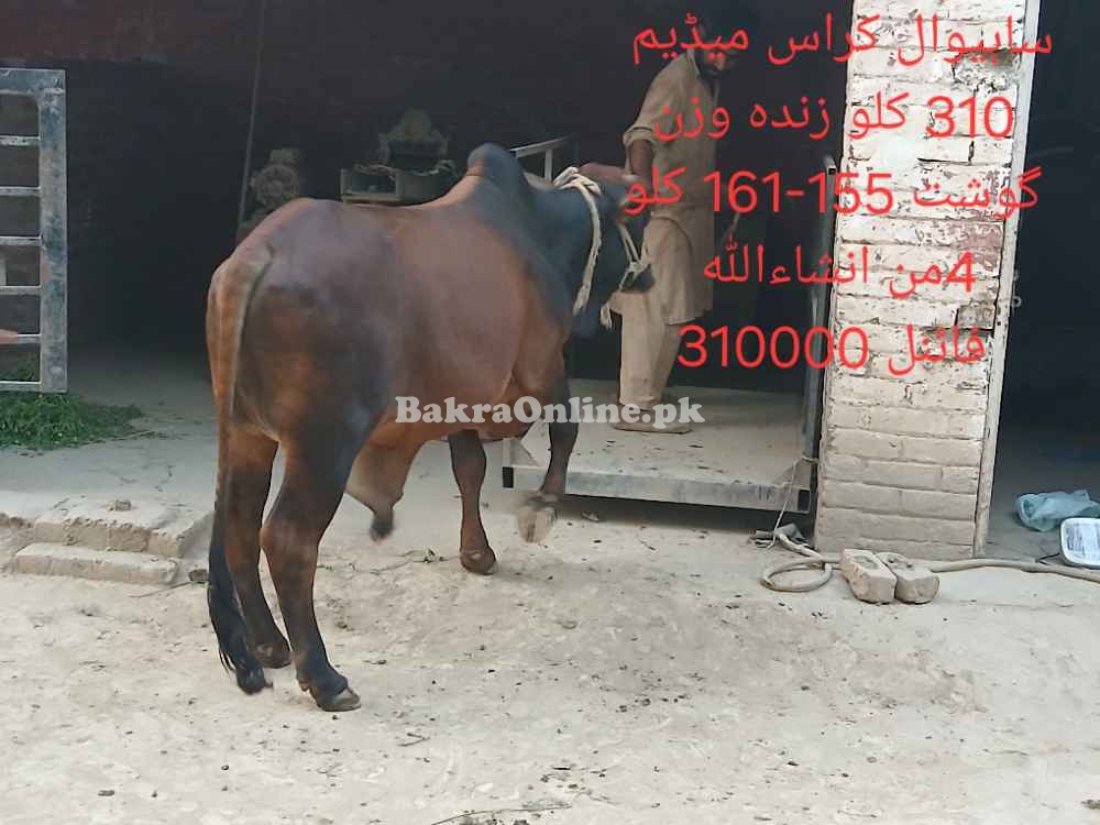 Qurbani 2025 bull by weight or by rate
