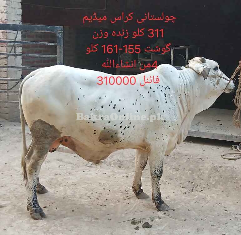Qurbani 2025 bull by weight or by rate