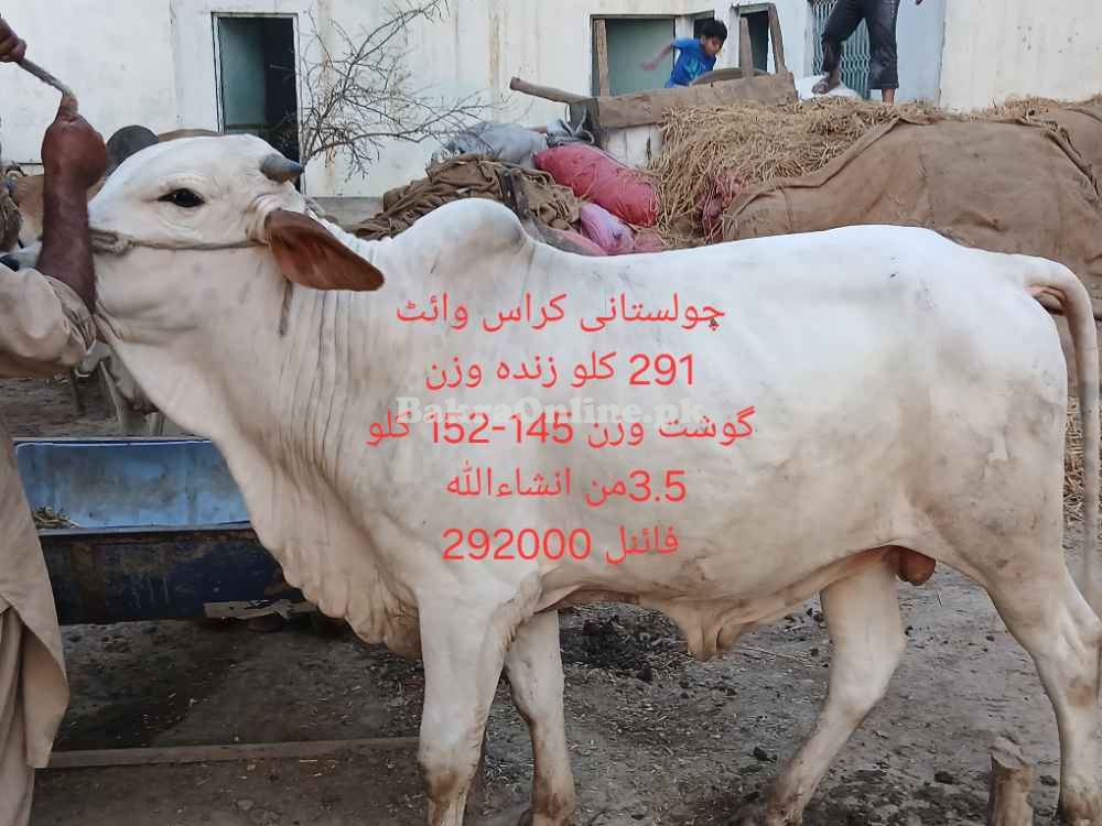 Qurbani 2025 bull by weight or by rate