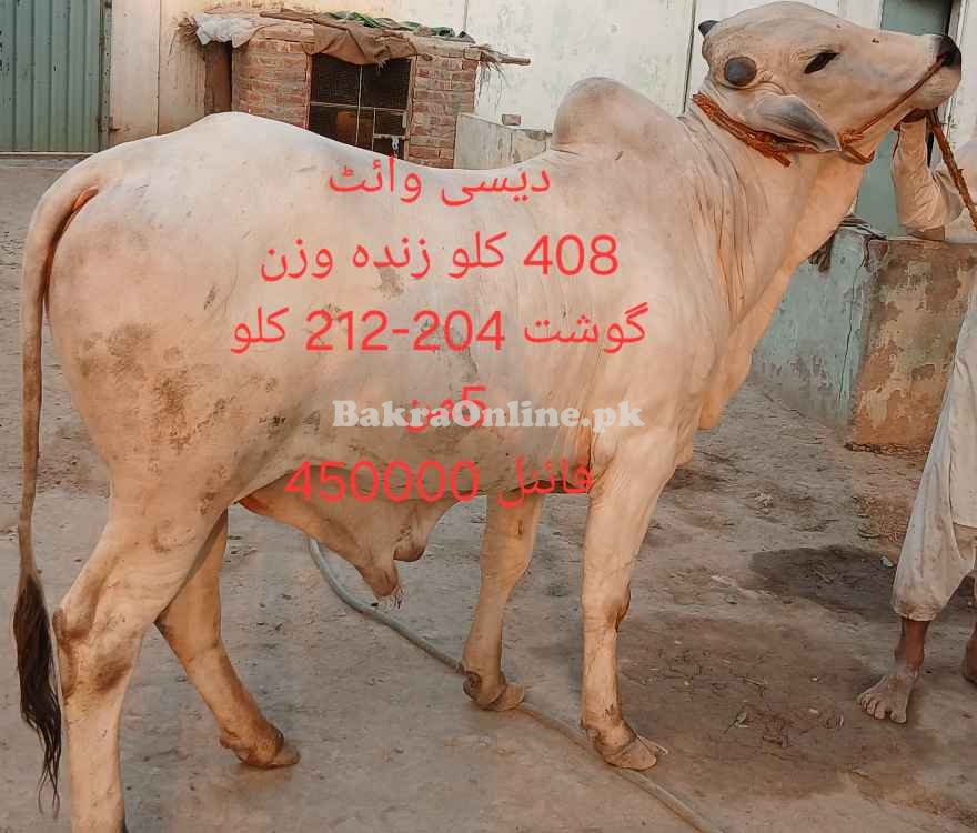 Qurbani 2025 bull by weight or by rate