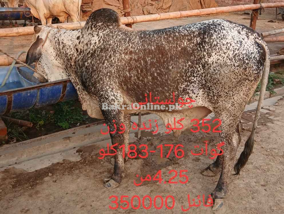 Qurbani 2025 bull by weight or by rate