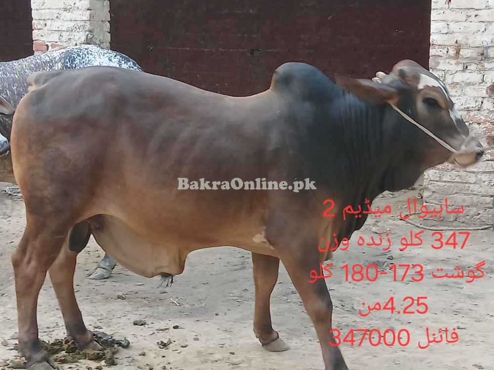 Qurbani 2025 bull by weight or by rate