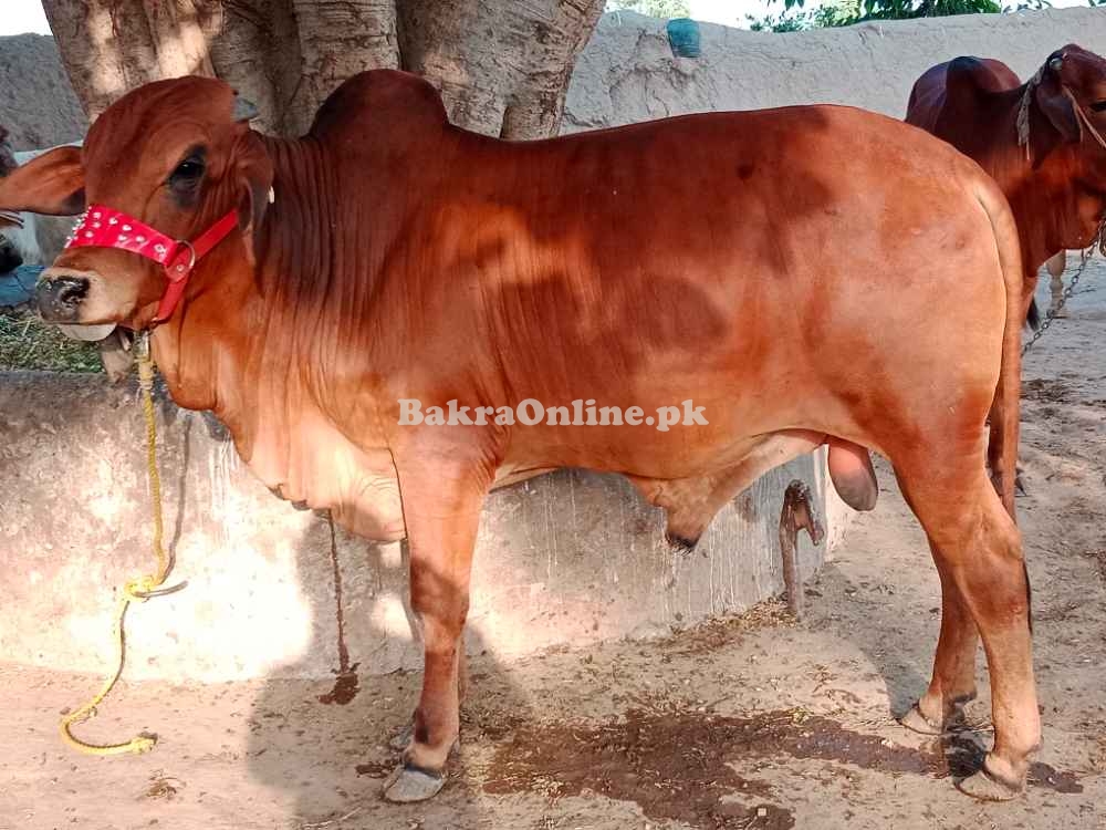 Pure Sahiwal Breed Bull for Qurbani