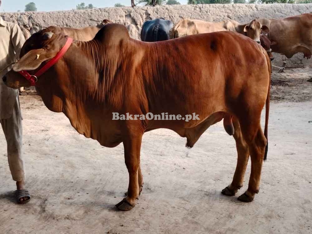 Pure Sahiwal Breed Bull for Qurbani