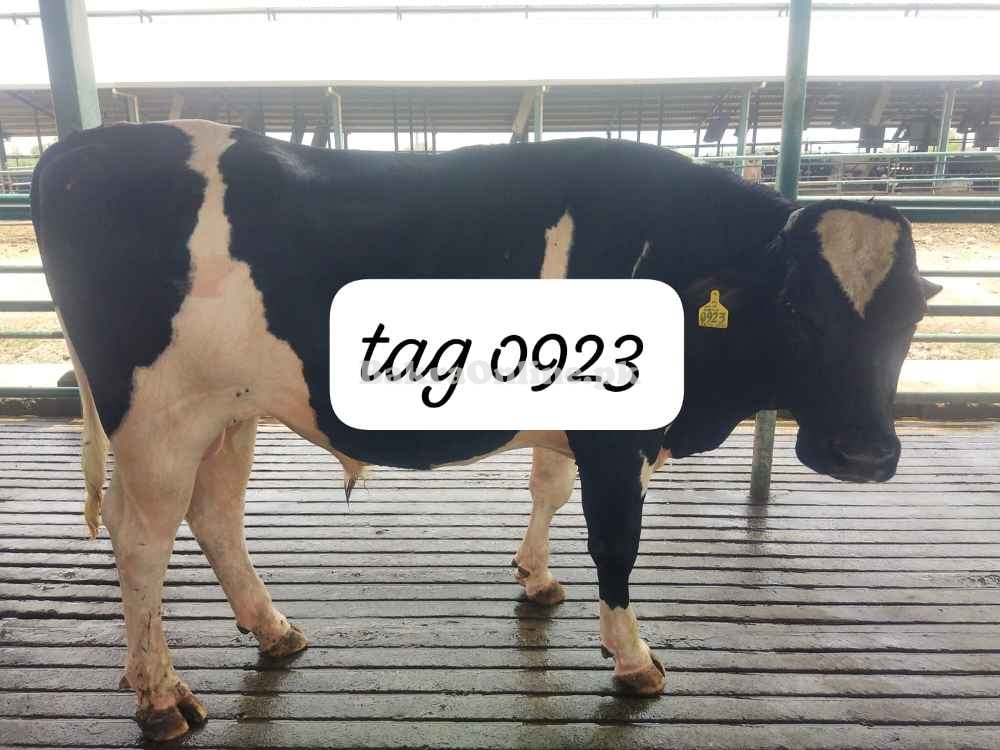 Australian Heavy Bull