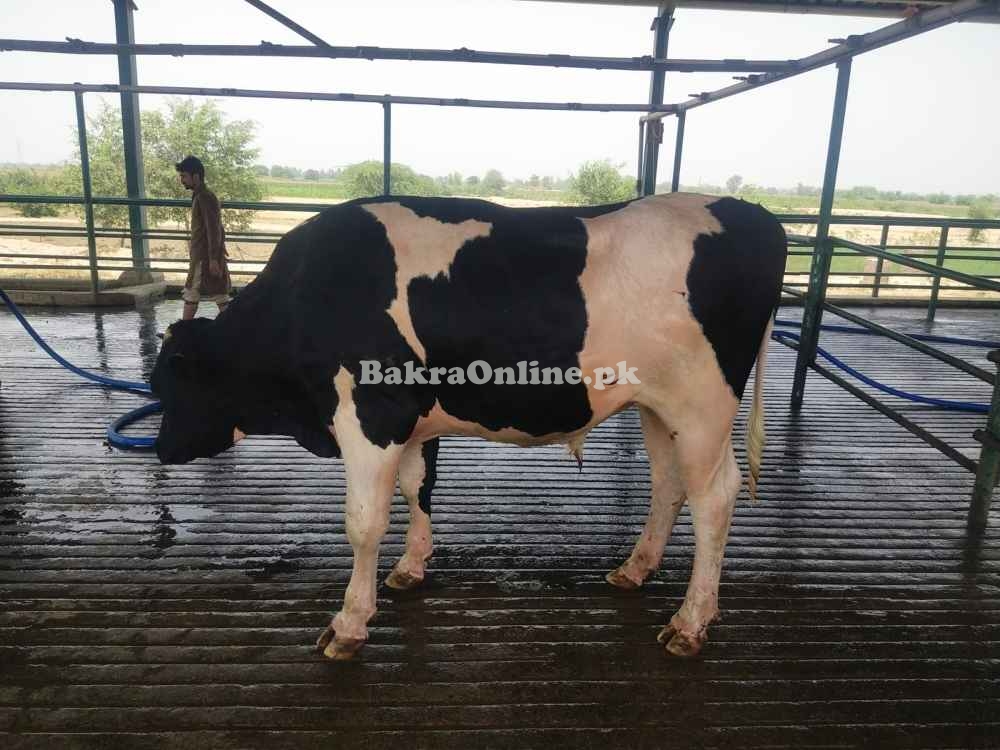 Australian Heavy Bull