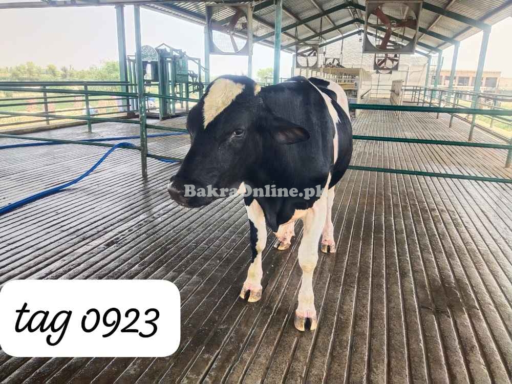 Australian Heavy Bull