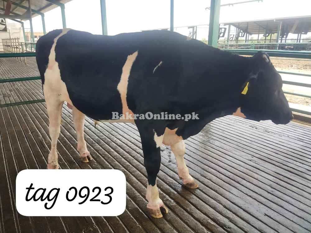 Australian Heavy Bull