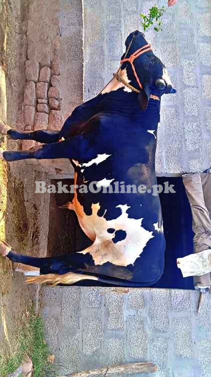 Ye janwar ham ne sale krna ha qurbani k liye.