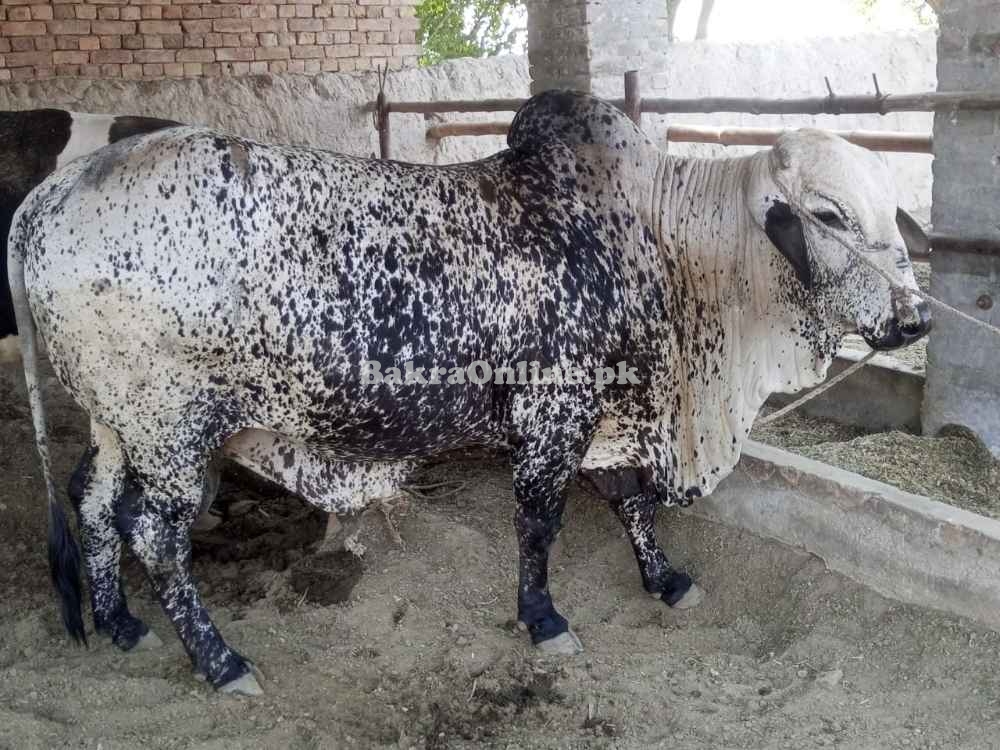 Bull for eid930 Kg,25 mann weight