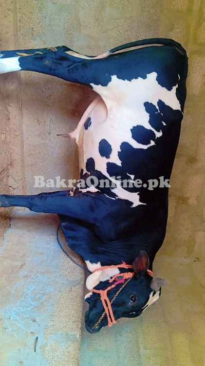 bull for sale for qurbani...