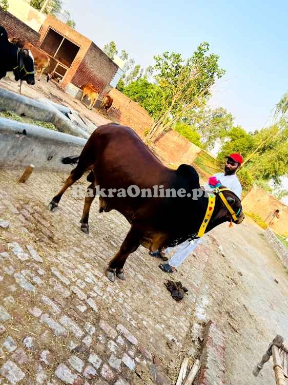 Qurbani bull | Bachra | Ablak ,Cholistani ,Sahiwal | Wehra | بچرا