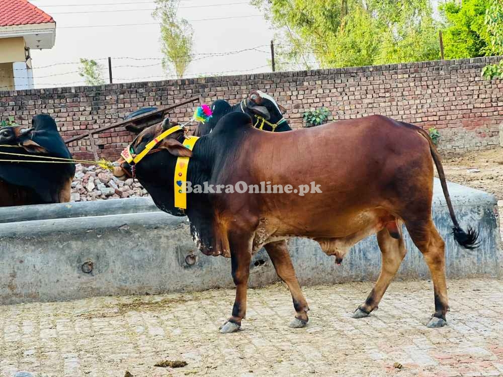Qurbani bull | Bachra | Ablak ,Cholistani ,Sahiwal | Wehra | بچرا