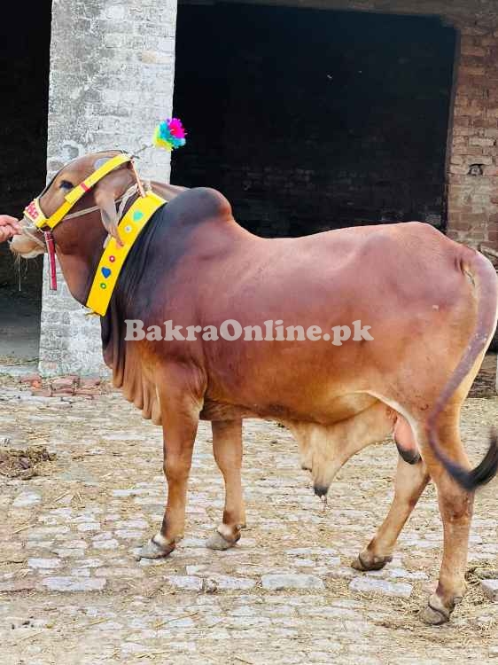Qurbani bull | Bachra | Ablak ,Cholistani ,Sahiwal | Wehra | بچرا