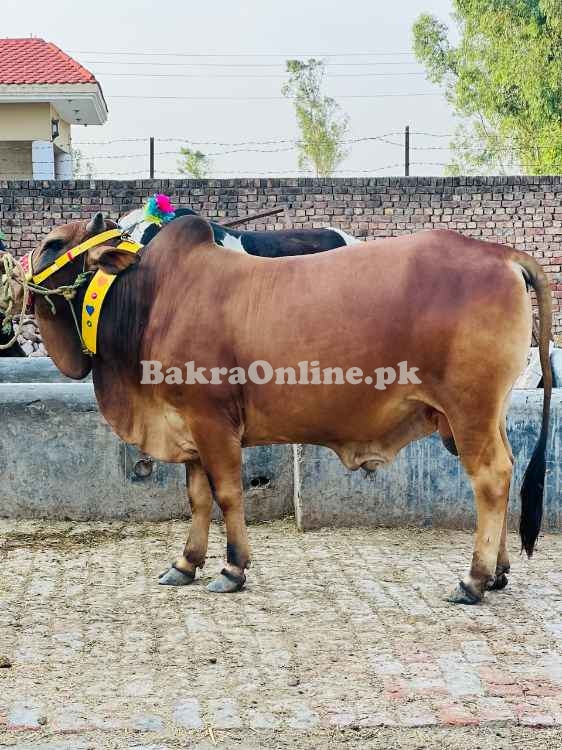 Qurbani bull | Bachra | Ablak ,Cholistani ,Sahiwal | Wehra | بچرا
