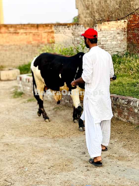 Qurbani bull | Bachra | Ablak ,Cholistani ,Sahiwal | Wehra | بچرا