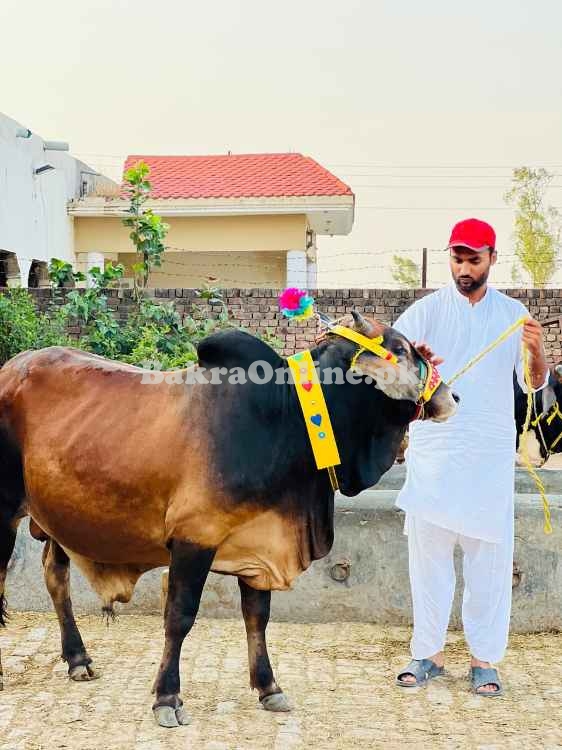 Qurbani bull | Bachra | Ablak ,Cholistani ,Sahiwal | Wehra | بچرا