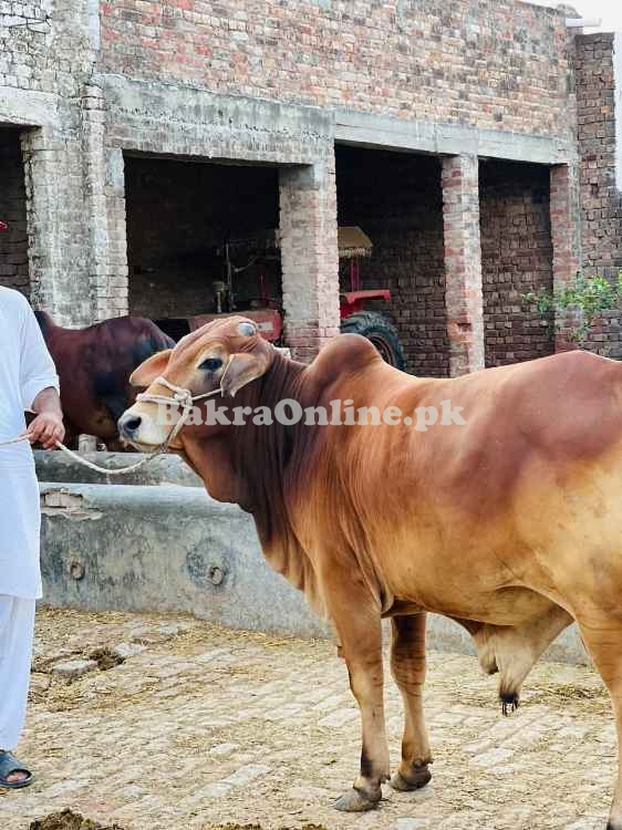 Qurbani bull | Bachra | Ablak ,Cholistani ,Sahiwal | Wehra | بچرا