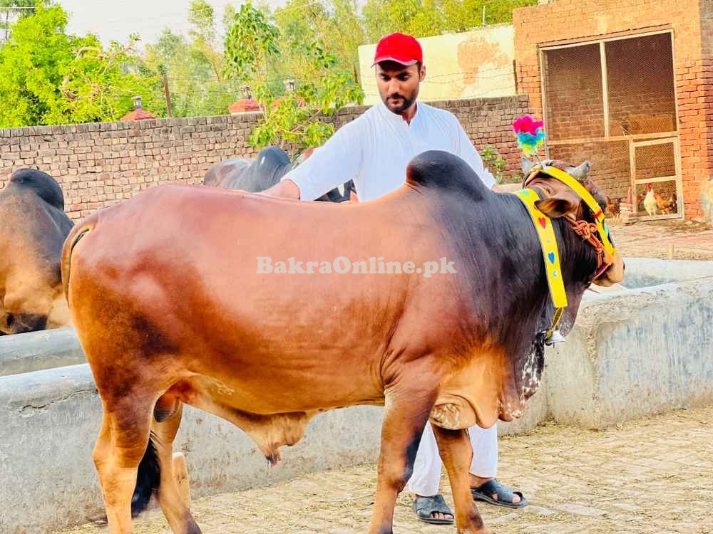 Qurbani bull | Bachra | Ablak ,Cholistani ,Sahiwal | Wehra | بچرا