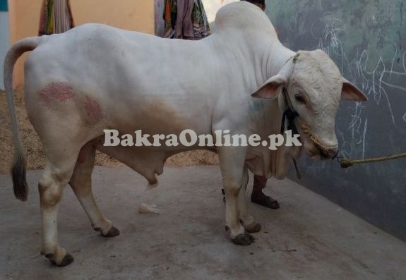 Cholistani white nukra bull for Qurbani