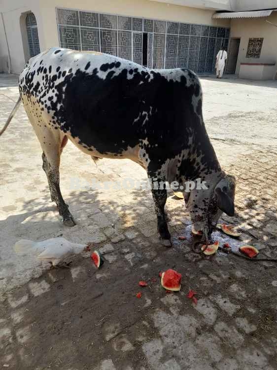 Bull for qurbani