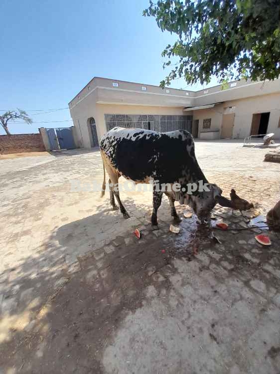 Bull for qurbani
