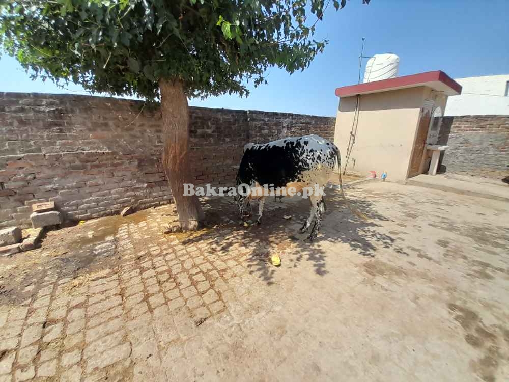 Bull for qurbani