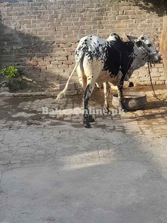 Bull for qurbani