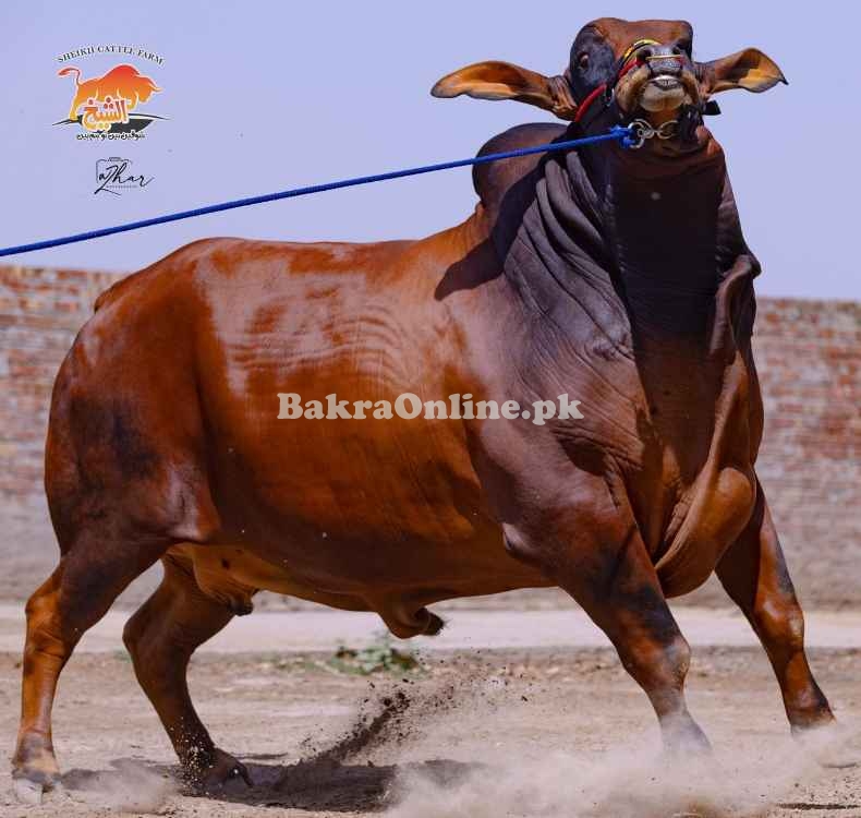 Cholistani batrchara