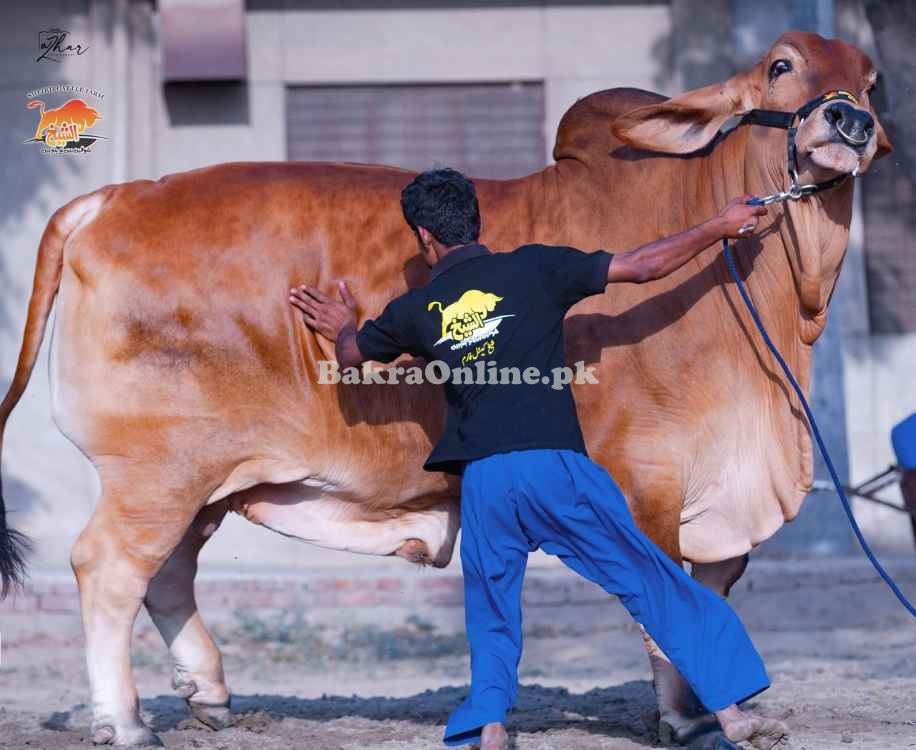 Cholistani batrchara