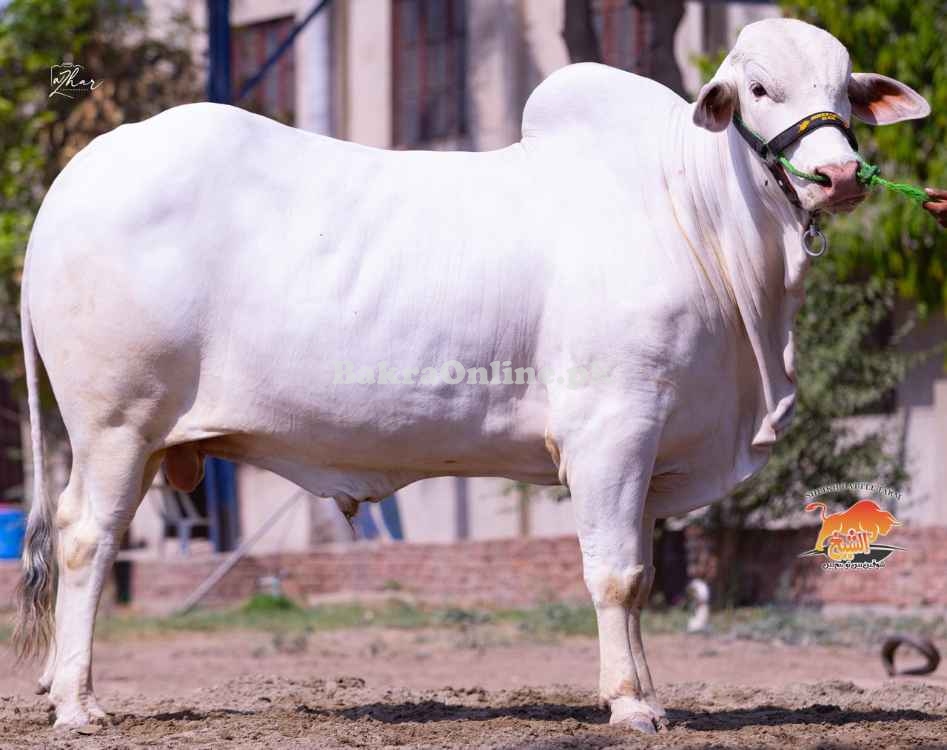 Cholistani batrchara