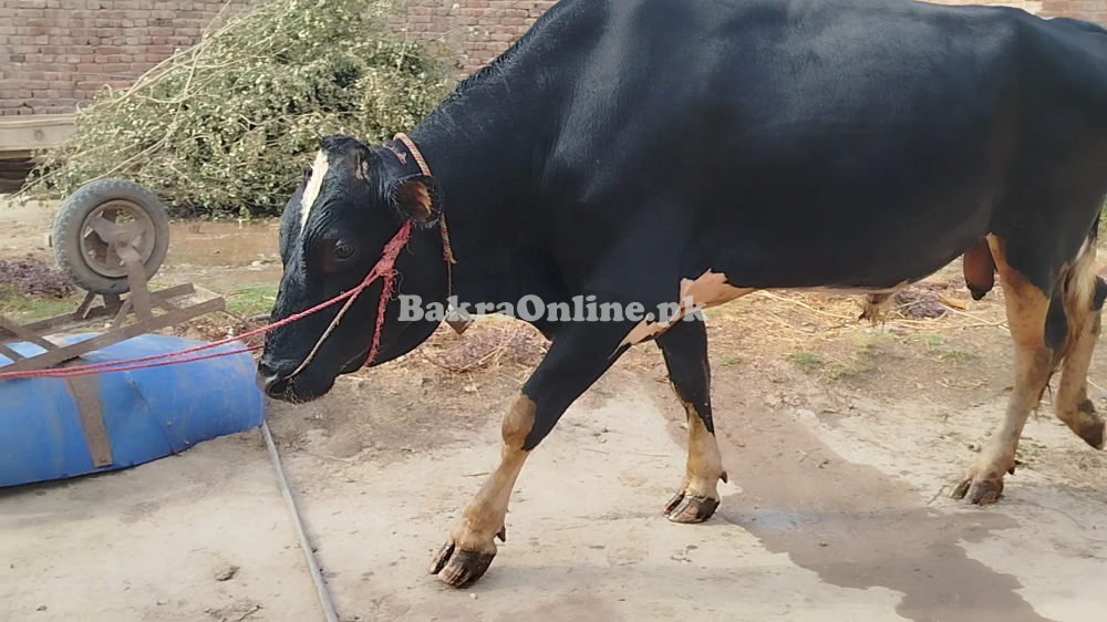 Frezian Bull for Sale