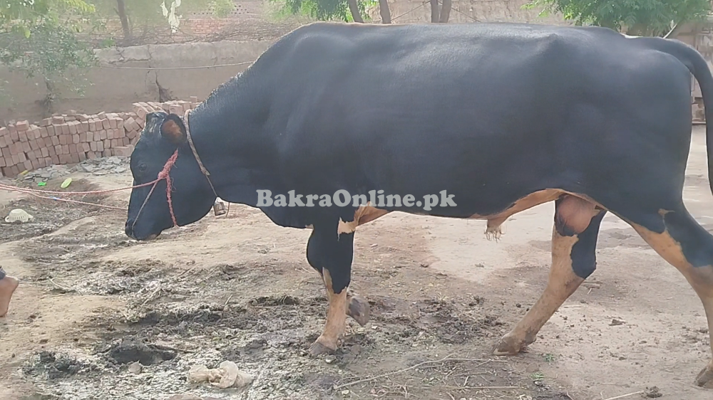 Frezian Bull for Sale