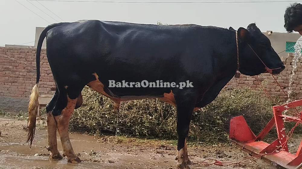 Frezian Bull for Sale