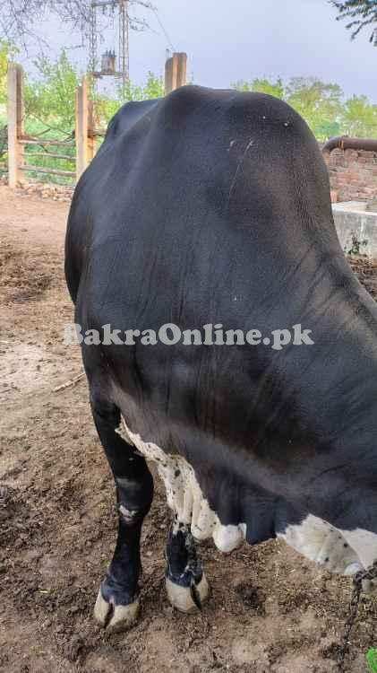 Bull | Qurbani | Bachra | The Bull | Vacha | Wacha
