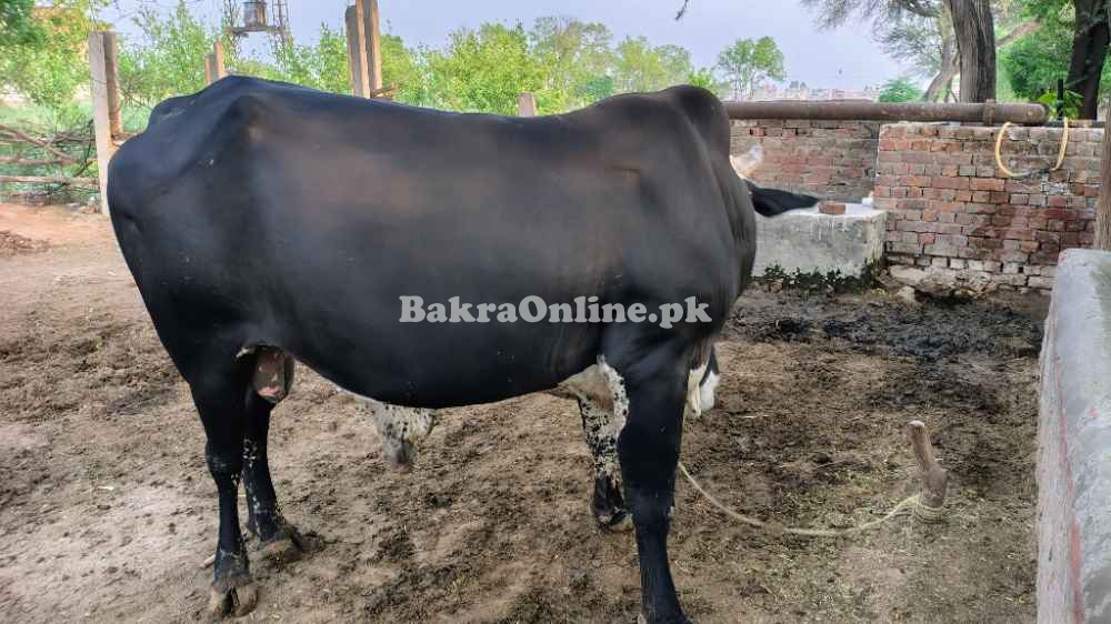 Bull | Qurbani | Bachra | The Bull | Vacha | Wacha