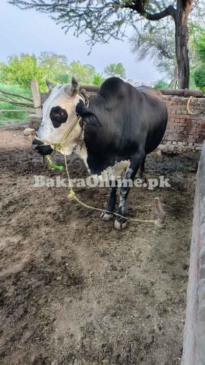 Bull | Qurbani | Bachra | The Bull | Vacha | Wacha