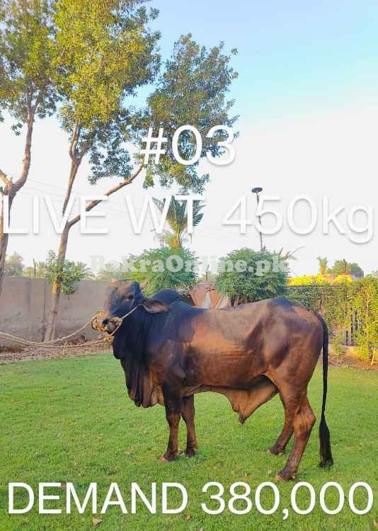 Bull for sale sahiwal breed organic feed mashAllah