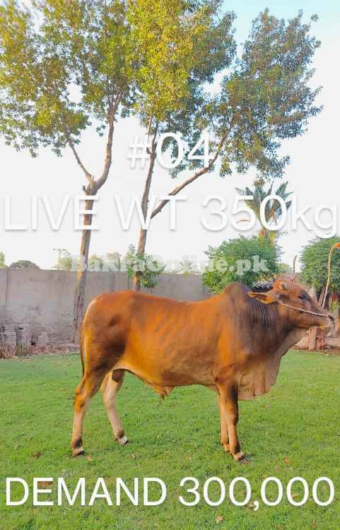 Sahiwal breed organic feed bull fir sale excellent hieght and weivht