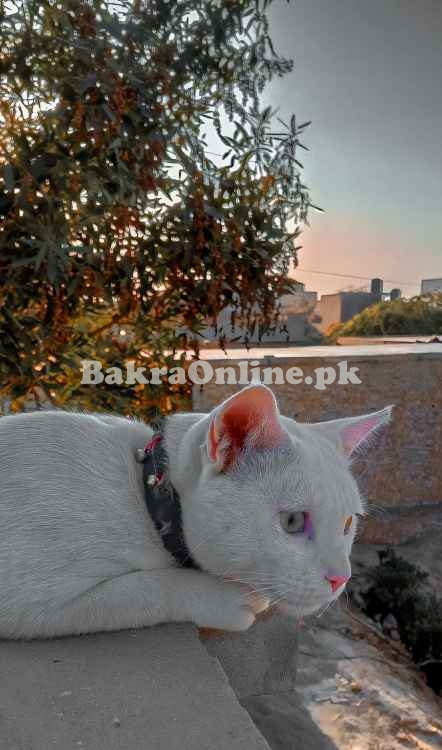 Adorable White Double-Eye Cat