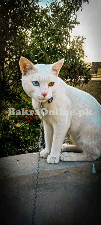 Adorable White Double-Eye Cat