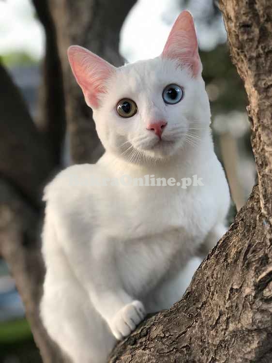 Adorable White Double-Eye Cat