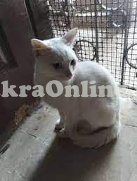 Female persian cat
