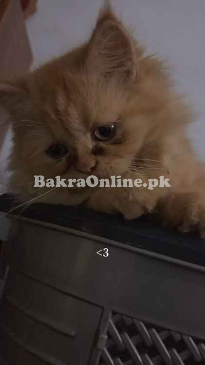 Cat for sale punch face