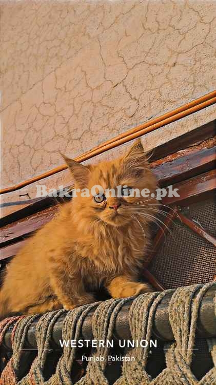 Cat for sale punch face