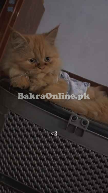 Cat for sale punch face