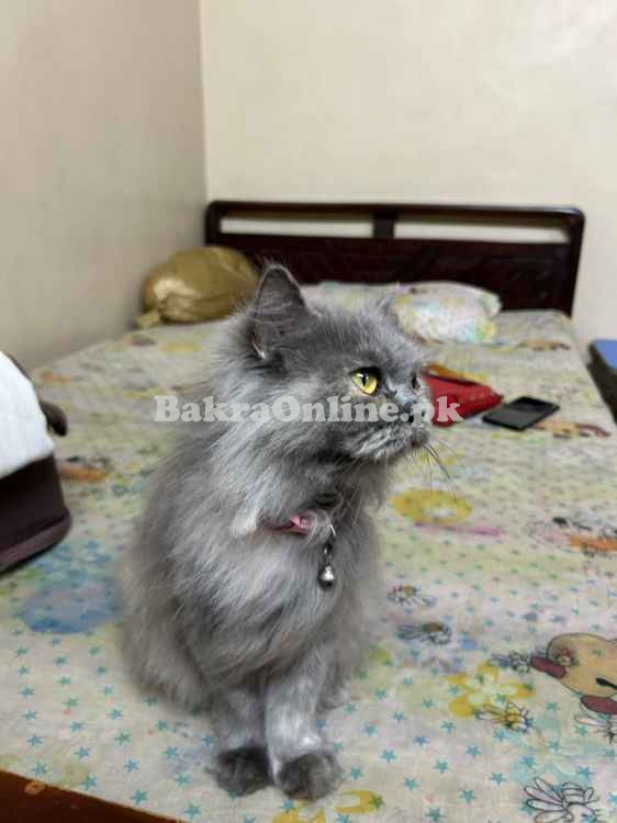 CAT SALE VVIP, Most Beautifull , Best on Price, Korangi 4 Karachi