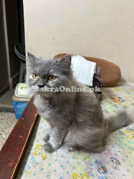 CAT SALE VVIP, Most Beautifull , Best on Price, Korangi 4 Karachi