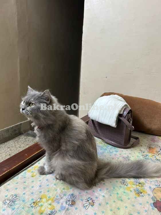 CAT SALE VVIP, Most Beautifull , Best on Price, Korangi 4 Karachi
