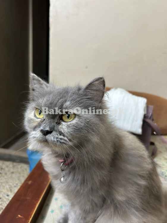 CAT SALE VVIP, Most Beautifull , Best on Price, Korangi 4 Karachi